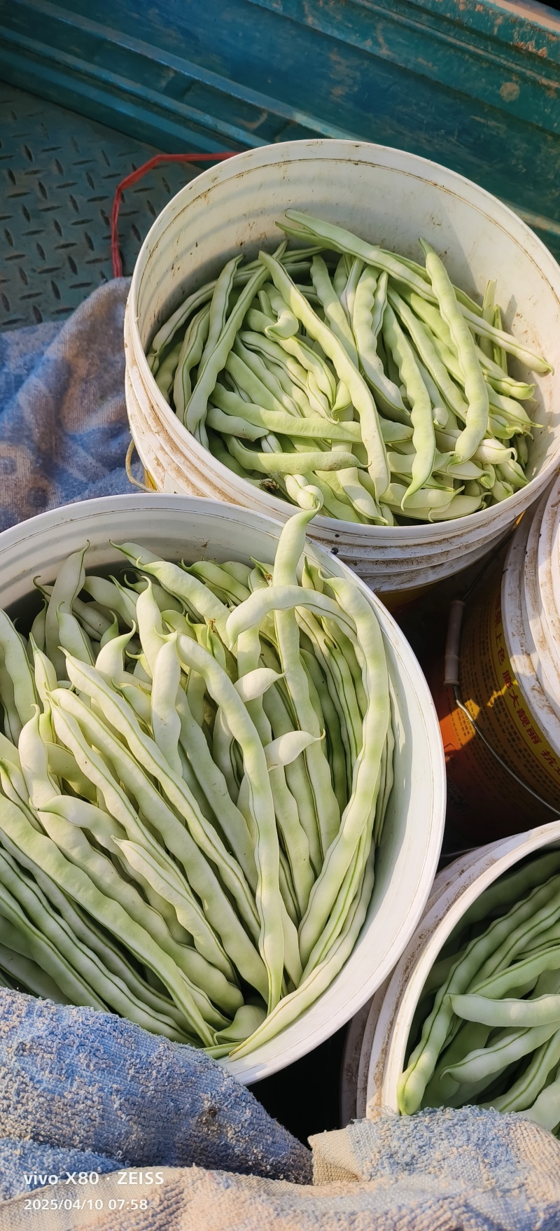 白不老豆角大量供应，质量非常好，要的老板联系