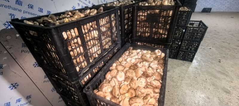 鲜香菇，现采现发，大量有货，欢迎各位老板咨询