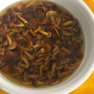 腌制滑子菇，厂家直发，自产自销，欢迎各位老板咨询采购