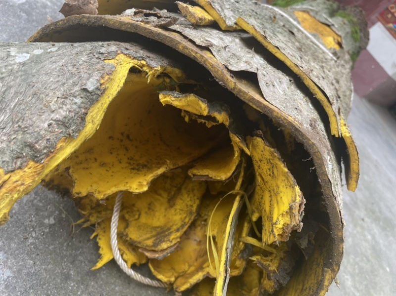 厚朴，大量出售