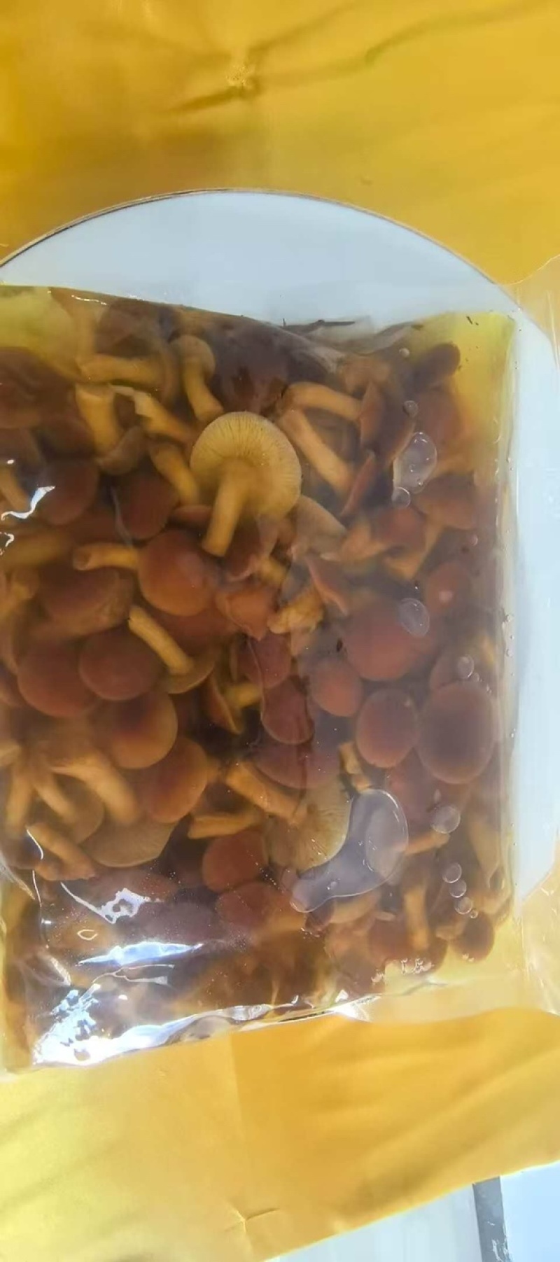 腌制滑子菇，厂家直发，自产自销，欢迎各位老板咨询采购