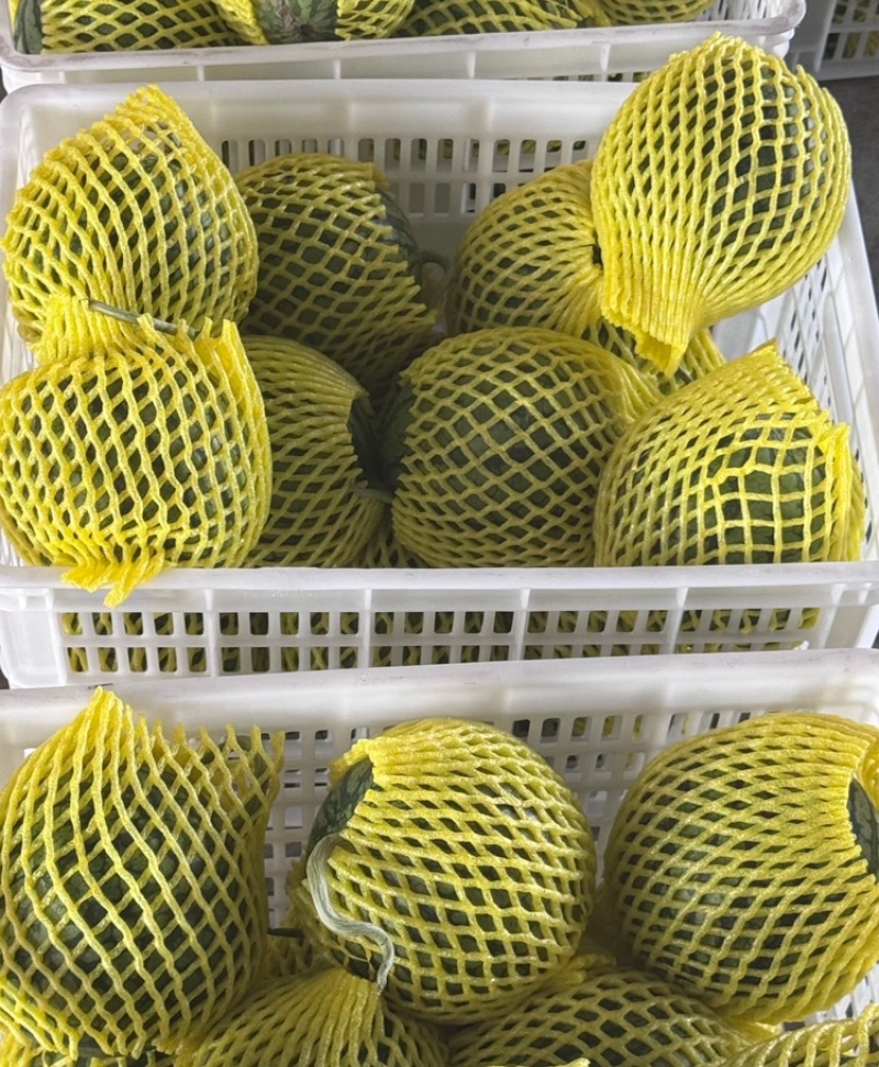 特小凤西瓜宿迁特小凤西瓜大量供应商超品质代发全国