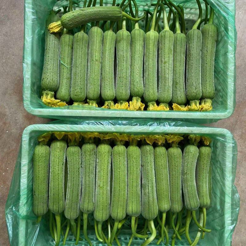 肉丝瓜，油皮丝瓜，精品油皮丝瓜，精品肉丝瓜