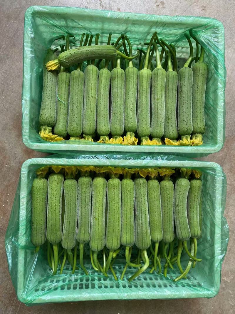 肉丝瓜，油皮丝瓜，精品油皮丝瓜，精品肉丝瓜