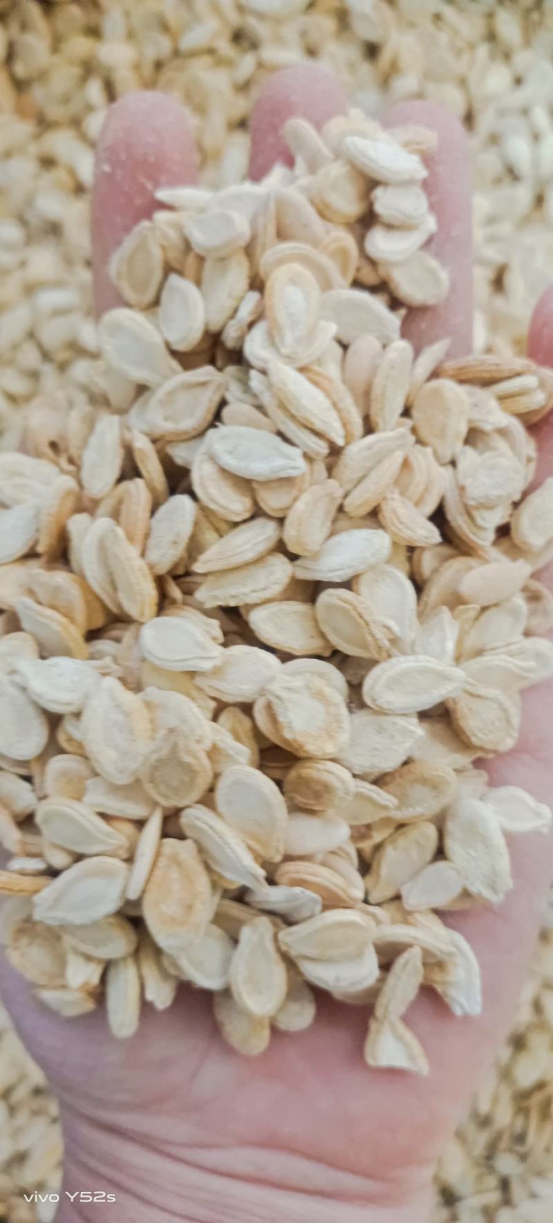 冬瓜仁各种中药材名贵药材冷背药材批发，代加工打粉压片做丸