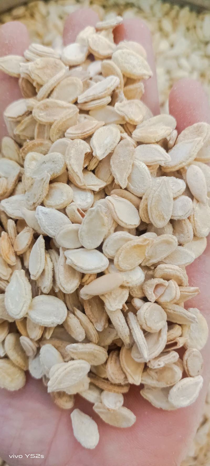 冬瓜仁各种中药材名贵药材冷背药材批发，代加工打粉压片做丸