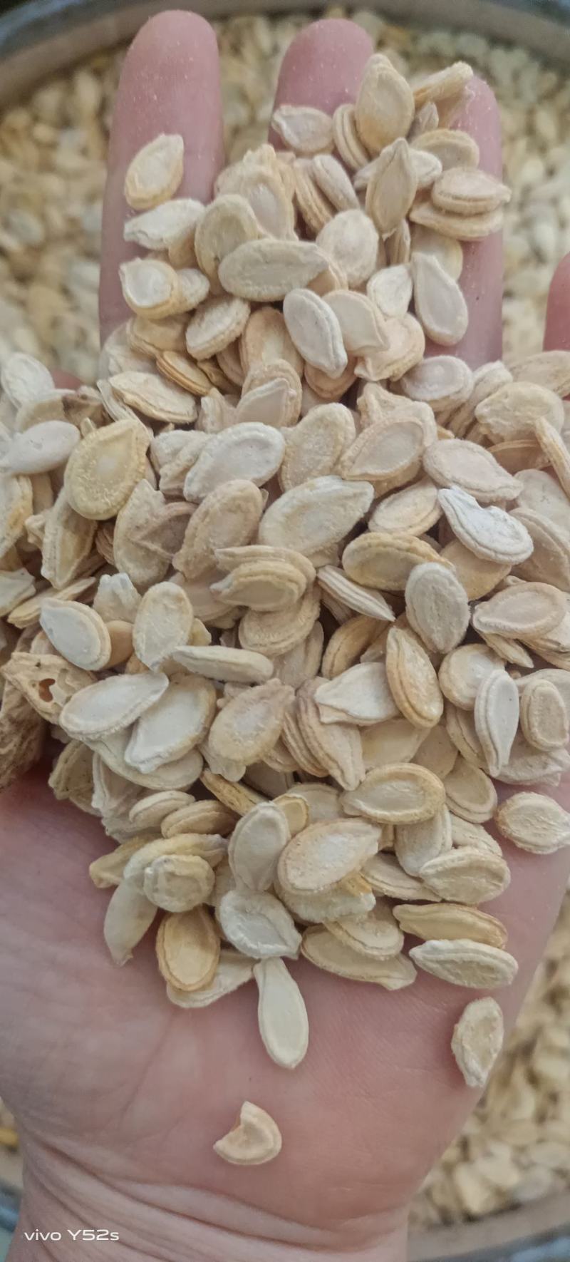 冬瓜仁各种中药材名贵药材冷背药材批发，代加工打粉压片做丸