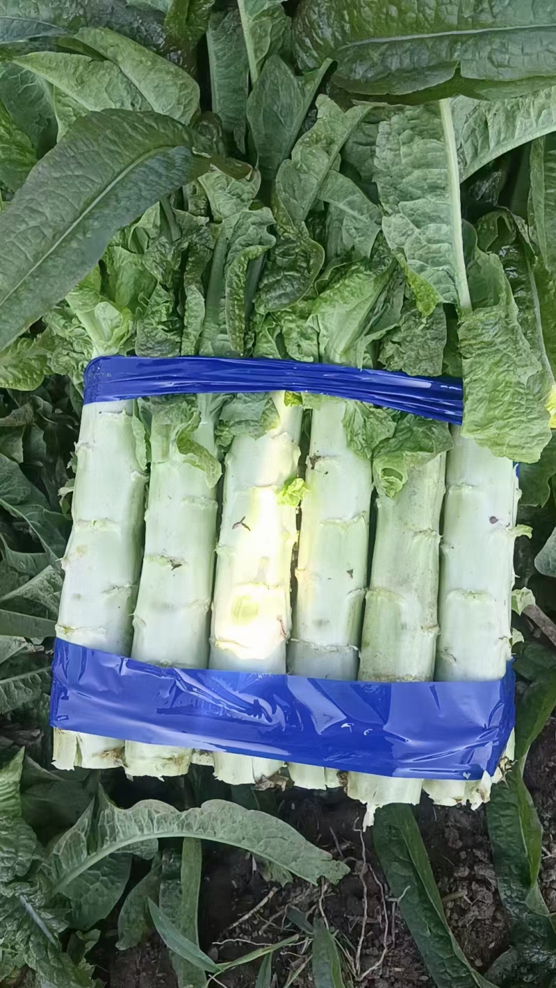 红叶香莴苣莴笋香笋大量上市品质没话说价格可协商
