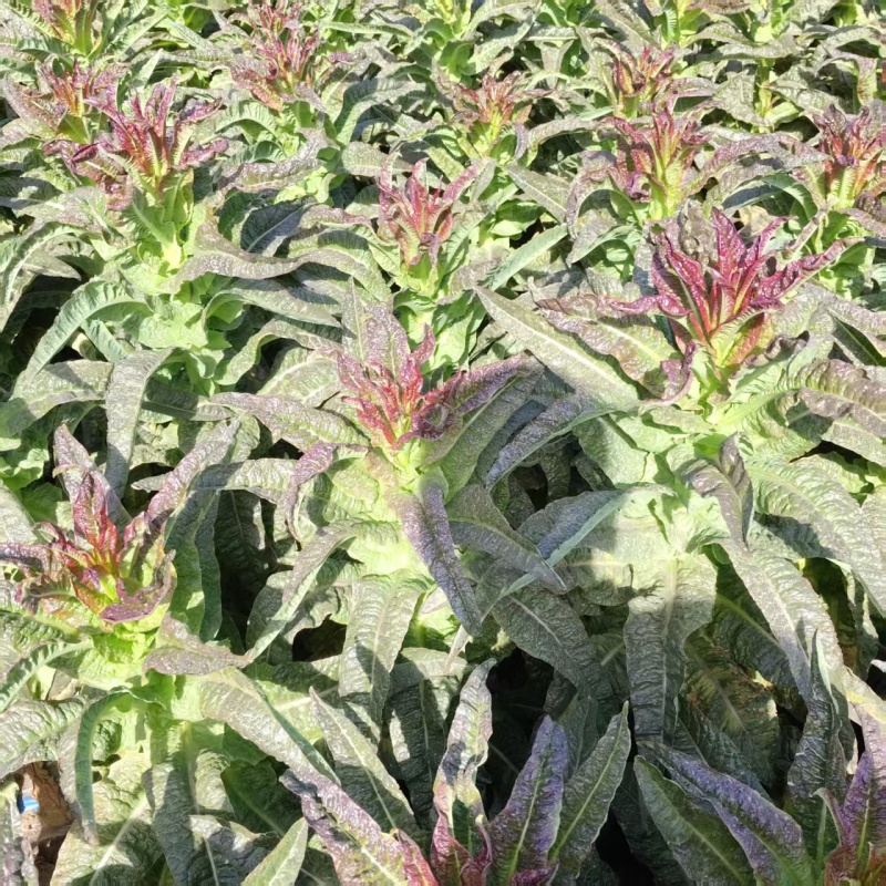 红叶香莴苣莴笋香笋大量上市品质没话说价格可协商