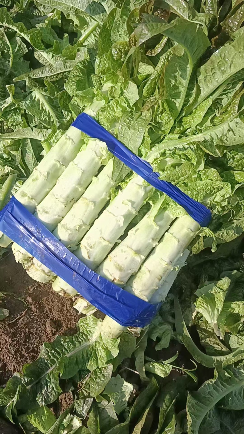 红叶香莴苣莴笋香笋大量上市品质没话说价格可协商