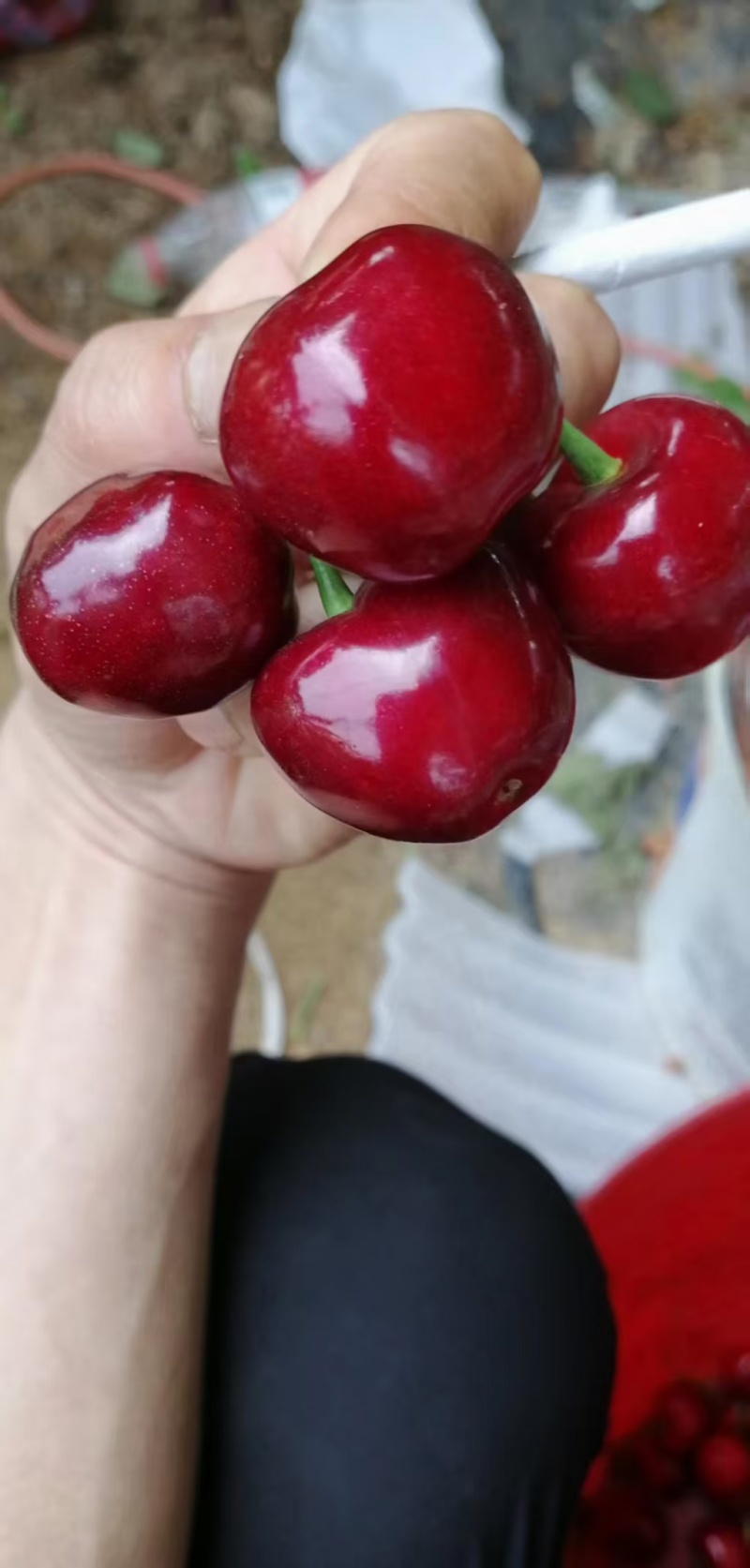 精品美早樱桃大荔樱桃货源充足量大从优质量保证欢迎咨询