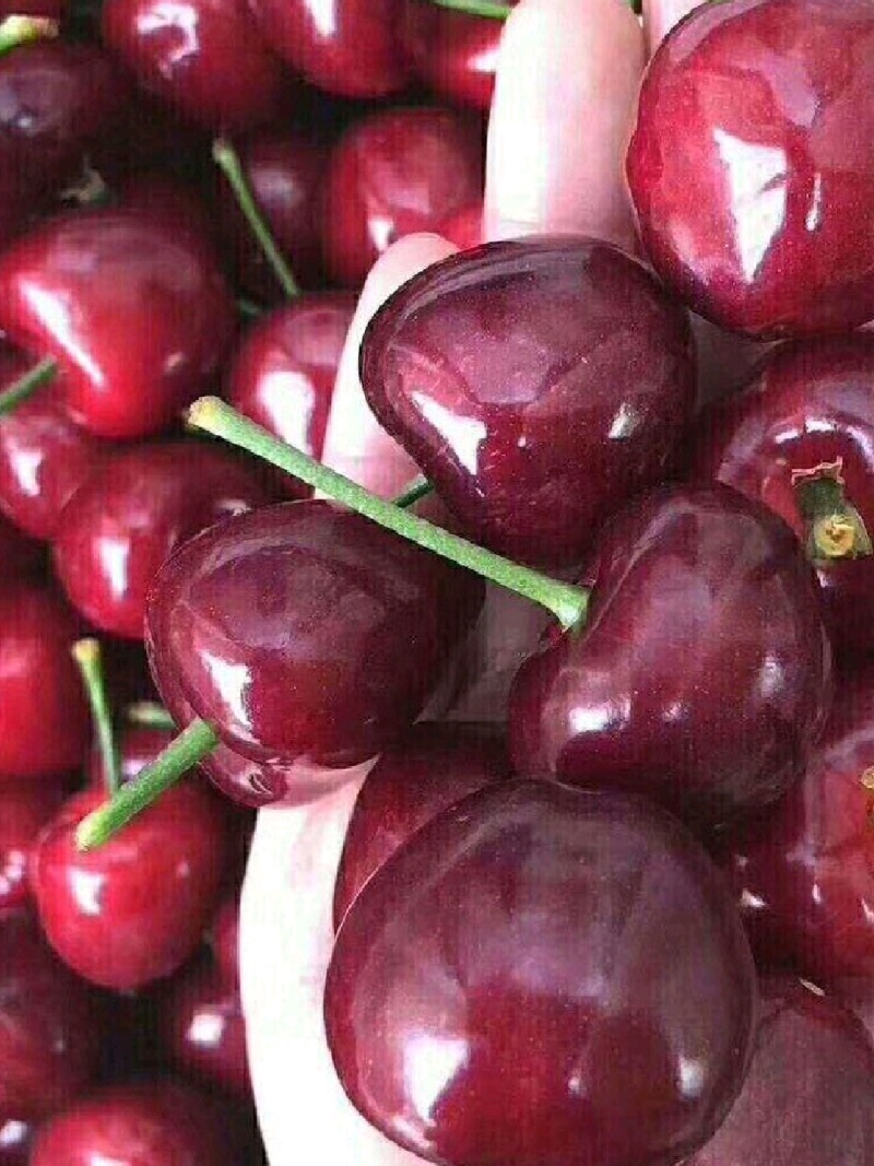 精品美早樱桃大荔樱桃货源充足量大从优质量保证欢迎咨询