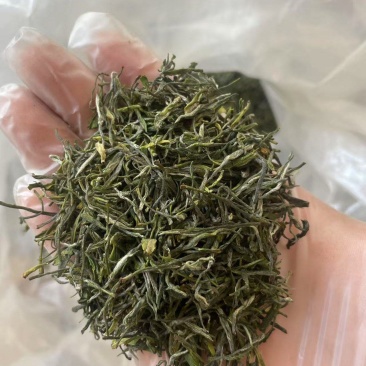 开售《信阳毛尖2025开园头采》质量可靠新茶现炒