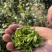 开售《信阳毛尖2025开园头采》质量可靠新茶现炒