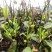 开售《信阳毛尖2025开园头采》质量可靠新茶现炒