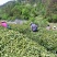 开售《信阳毛尖2025开园头采》质量可靠新茶现炒