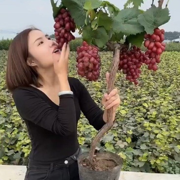 果园直发葡萄苗新品种阳光玫瑰/妮娜皇后黑色极香保真品种