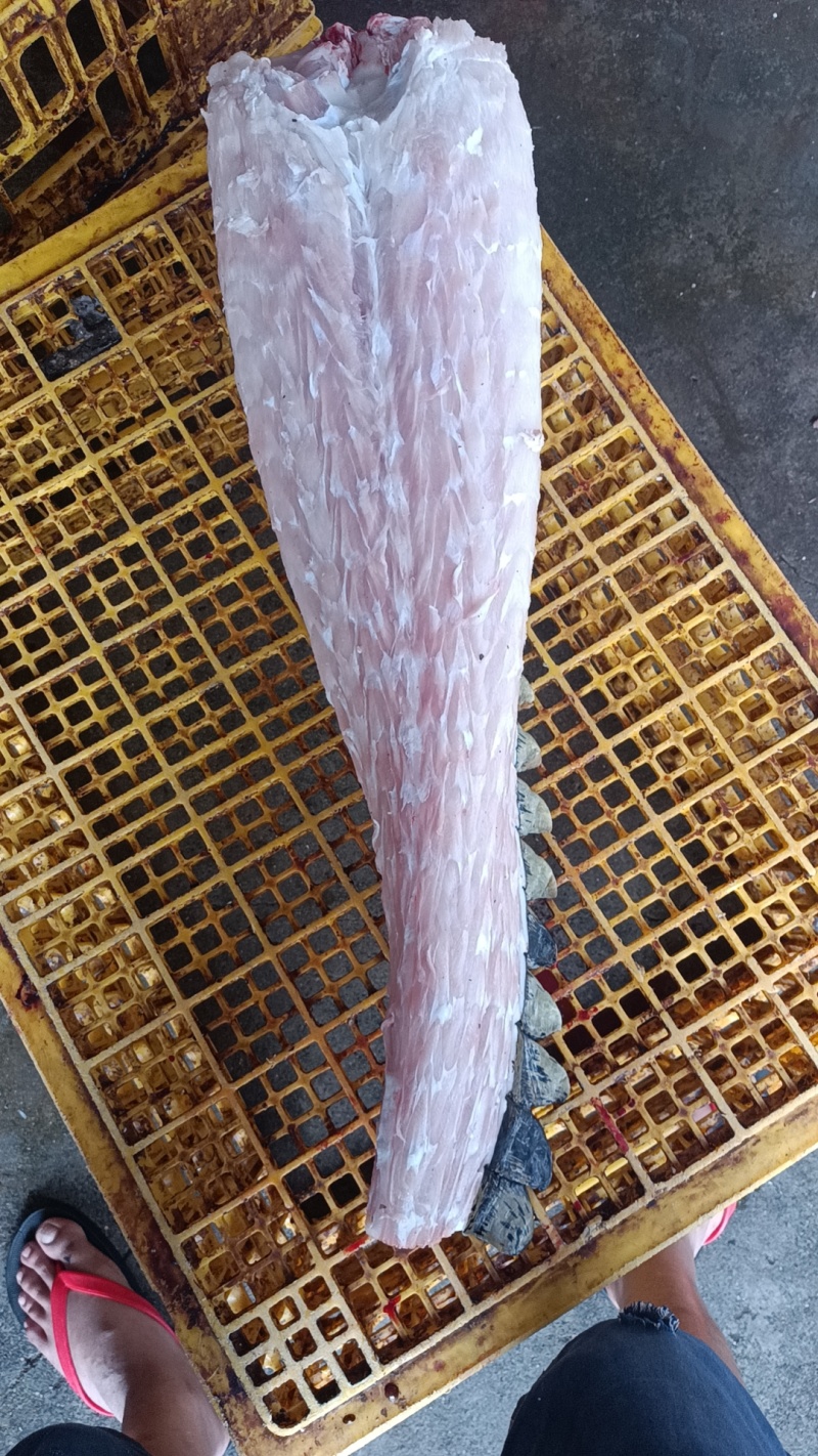 新鲜现杀现剥半皮尾巴肉！现货