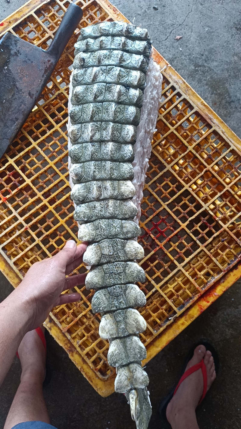 新鲜现杀现剥半皮尾巴肉！现货