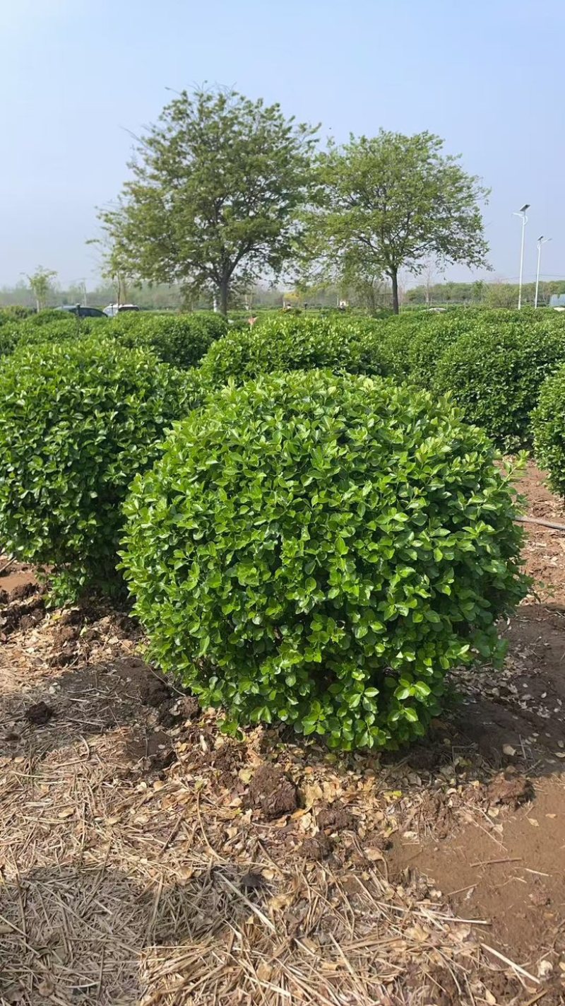 卫矛苗卫矛小苗免费包邮卫矛树苗确保苗木新鲜到你家