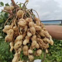 江苏新沂鲜花生产地！大量供应。质量保证！可开发票