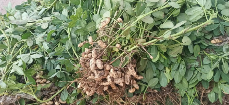 江苏新沂鲜花生产地！大量供应。质量保证！可开发票