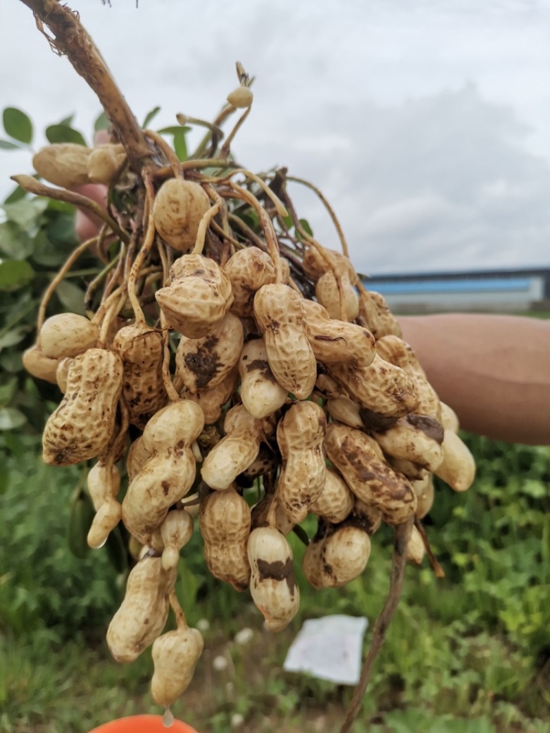 江苏新沂鲜花生产地！大量供应。质量保证！可开发票