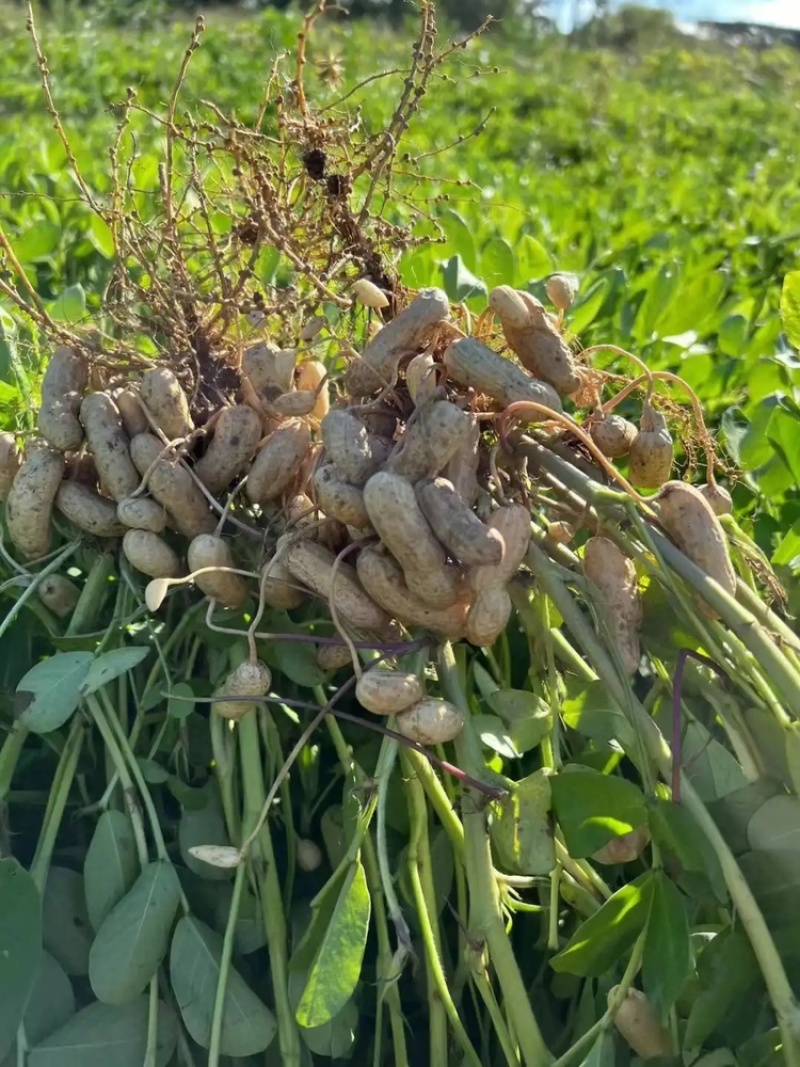 江苏新沂鲜花生产地！大量供应。质量保证！可开发票