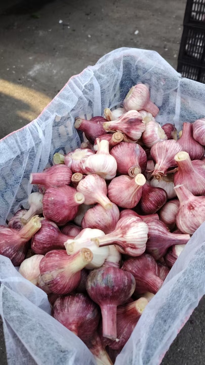 河北邯郸紫皮大蒜一手货源视频看货对接全国