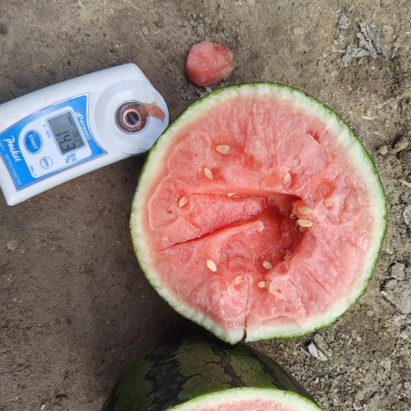 甘肃小吊西瓜