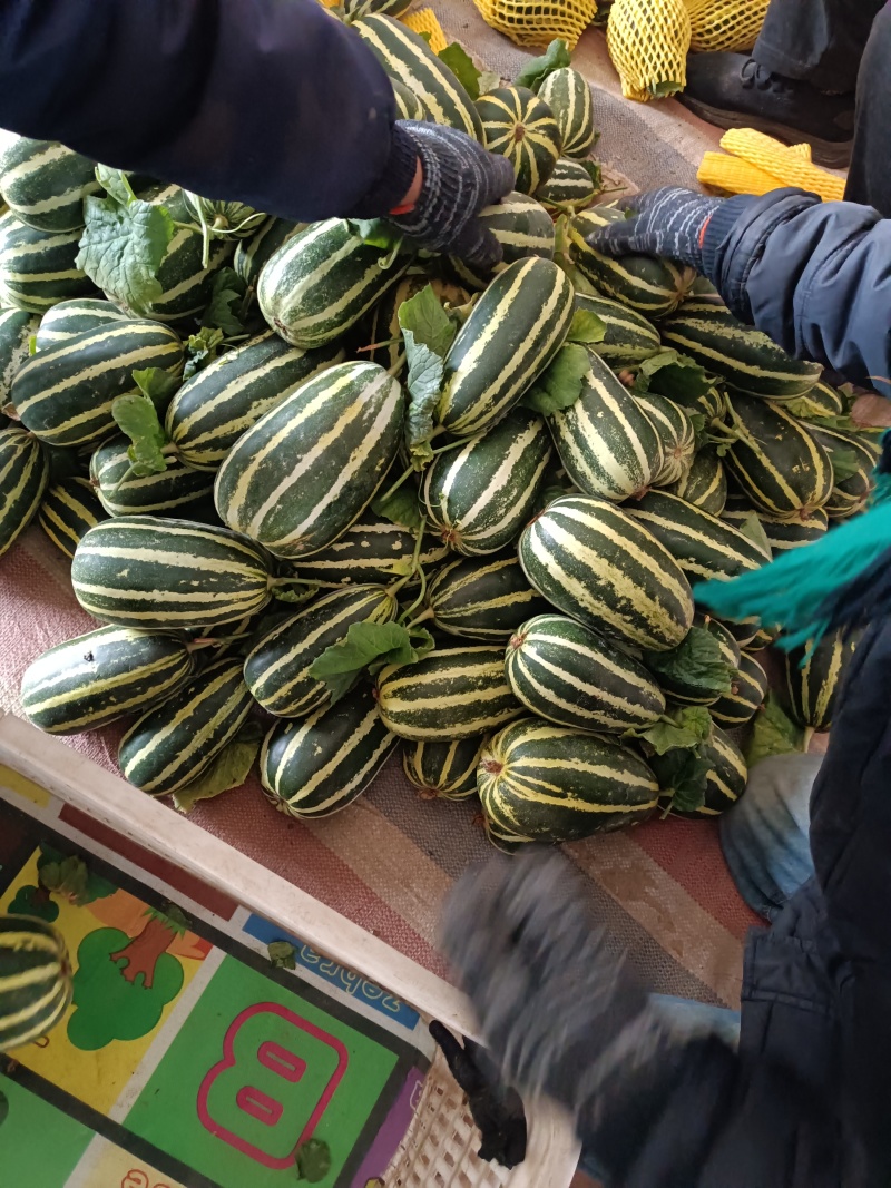 博洋九一产地山东省临沂费县绿肉红瓤9成熟一斤左右糖分14