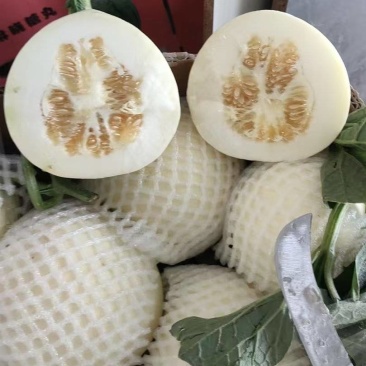 小白瓜，白沙蜜，甜瓜产地直供保质保量直供各个批发市场商超