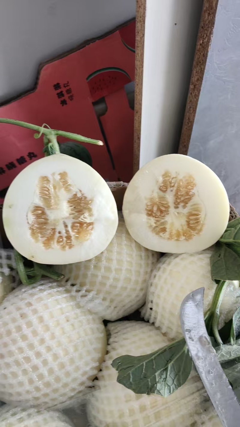 小白瓜，白沙蜜，甜瓜产地直供保质保量直供各个批发市场商超