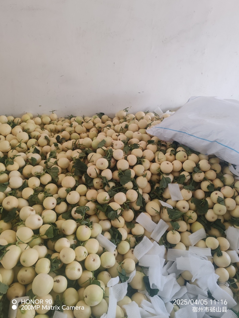 小白瓜，白沙蜜，甜瓜产地直供保质保量直供各个批发市场商超
