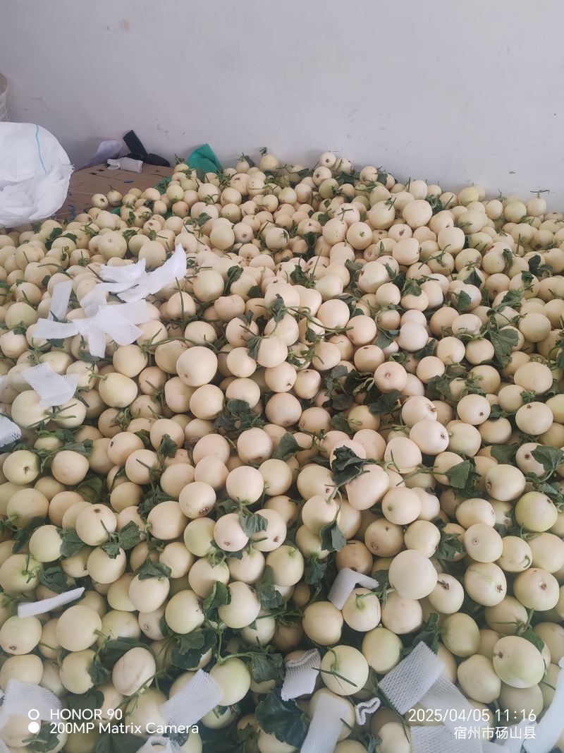 小白瓜，白沙蜜，甜瓜产地直供保质保量直供各个批发市场商超