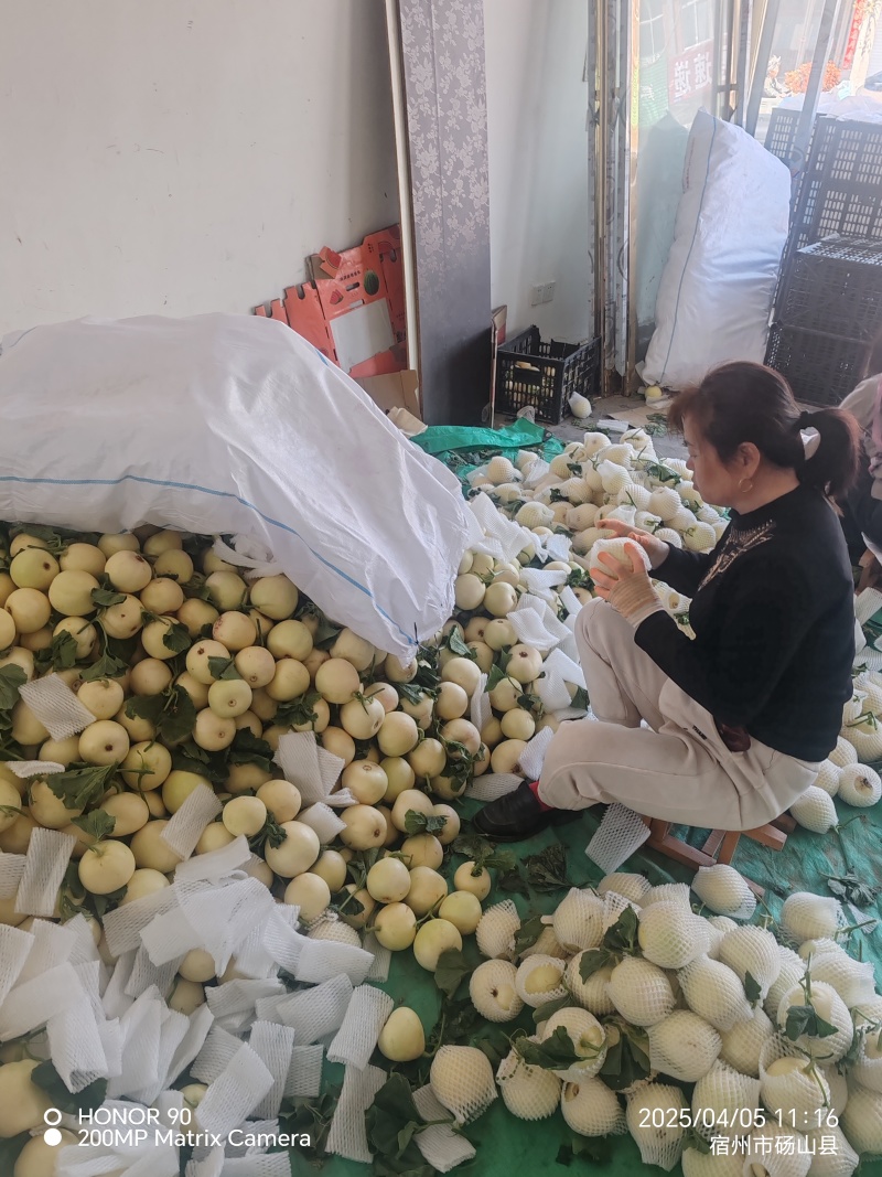 小白瓜，白沙蜜，甜瓜产地直供保质保量直供各个批发市场商超