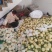 小白瓜，白沙蜜，甜瓜产地直供保质保量直供各个批发市场商超