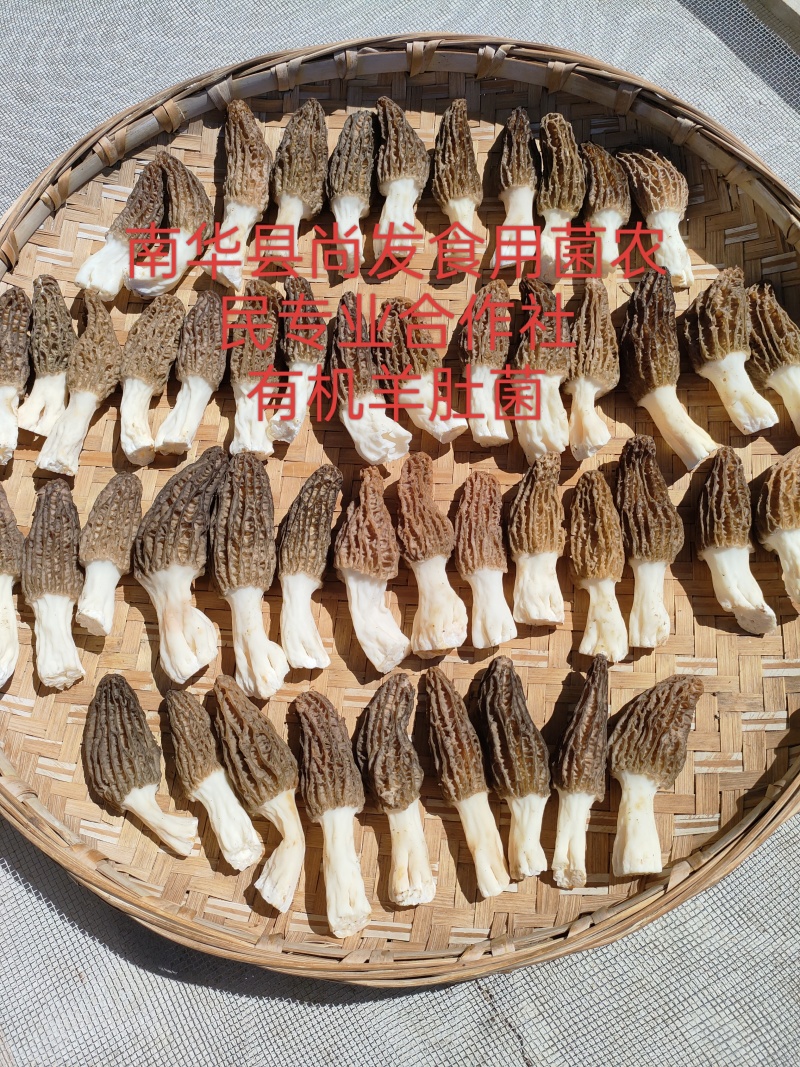 有机羊肚菌基地直销