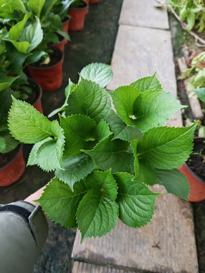 绣球花绿化绣球无尽夏绣球花
