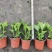 绣球花绿化绣球无尽夏绣球花