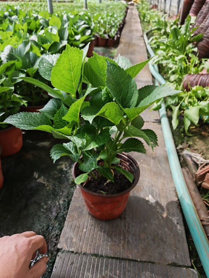 绣球花绿化绣球无尽夏绣球花