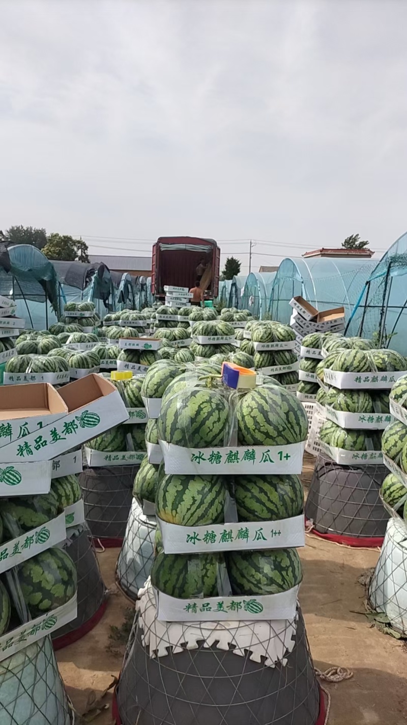 夏邑县美都西瓜大量上市，价格不高质量有保证