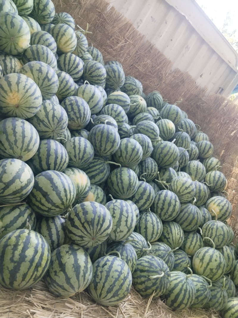 夏邑县美都西瓜大量上市，价格不高质量有保证