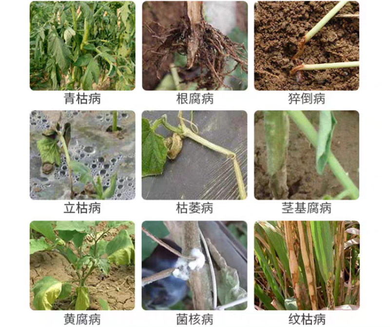 根腐医生青枯病立枯病杀菌剂烂根死苗土壤消毒改良剂抗重茬剂
