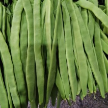 济南市商河县蔬菜种植基地