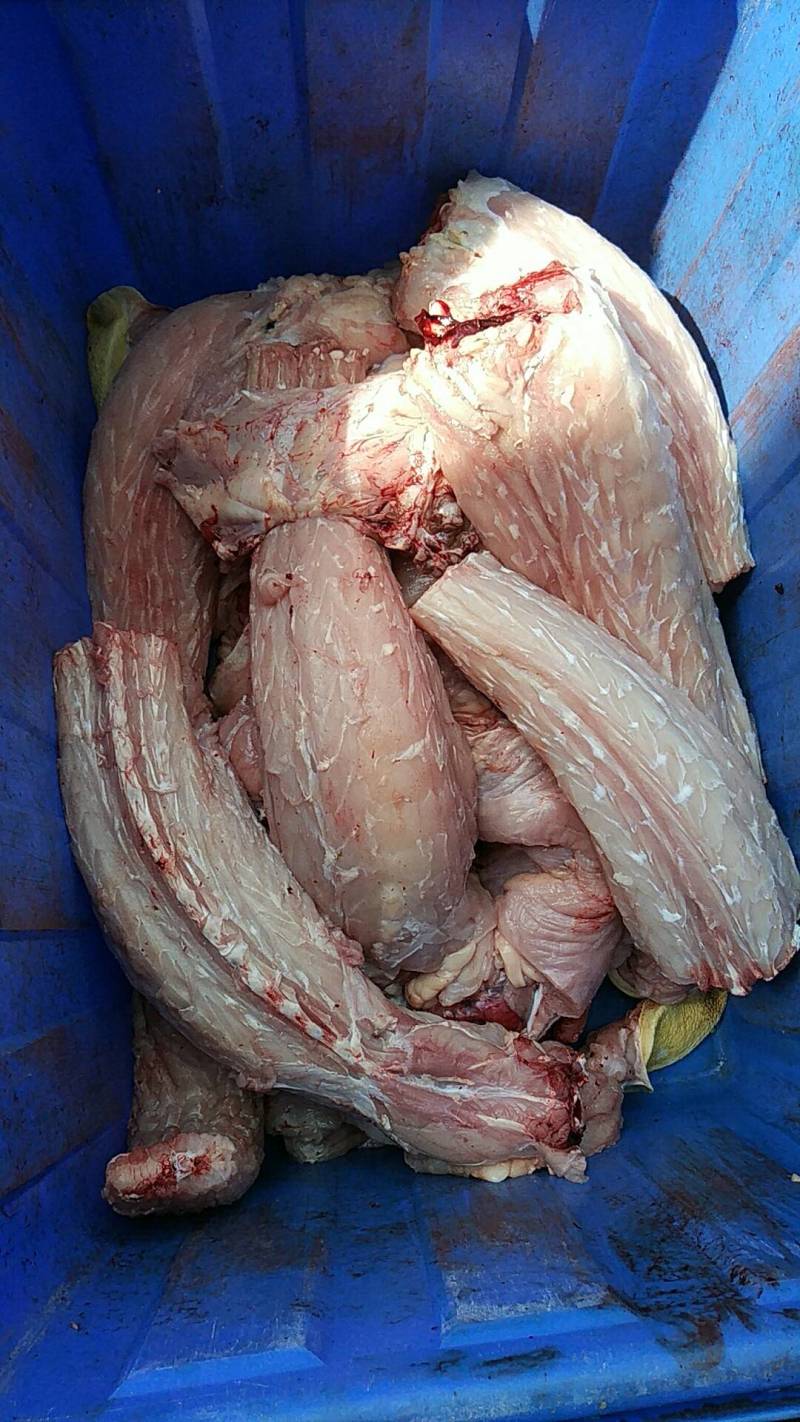 去皮鳄鱼肉