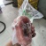 去皮鳄鱼肉