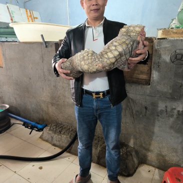 鳄鱼掌