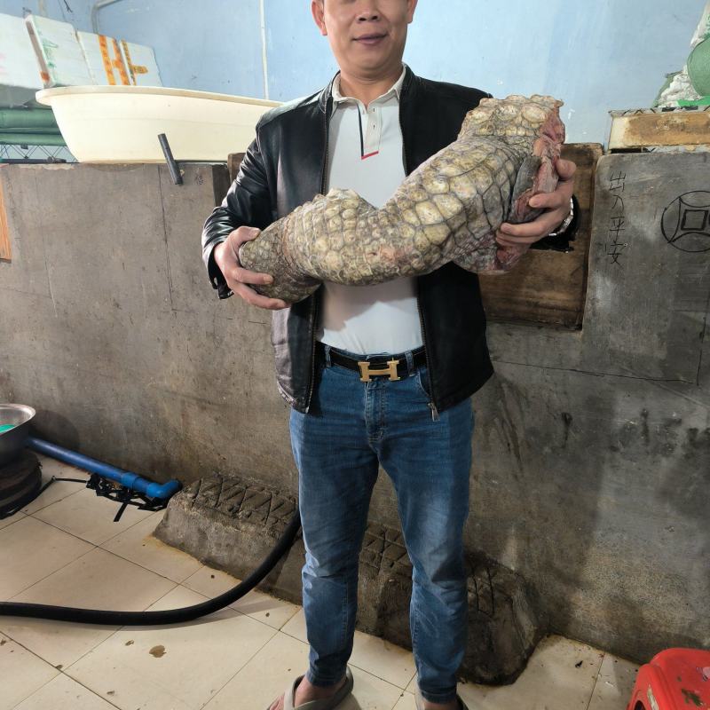 鳄鱼掌