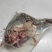 鳄鱼掌